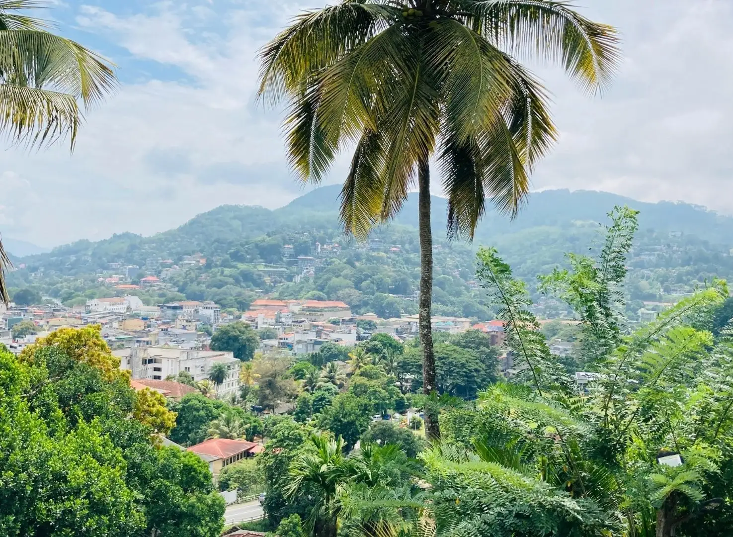 A tall palm tree overlooking a Caribbean town nestled among green hills.